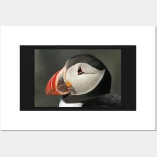 Puffin head Posters and Art